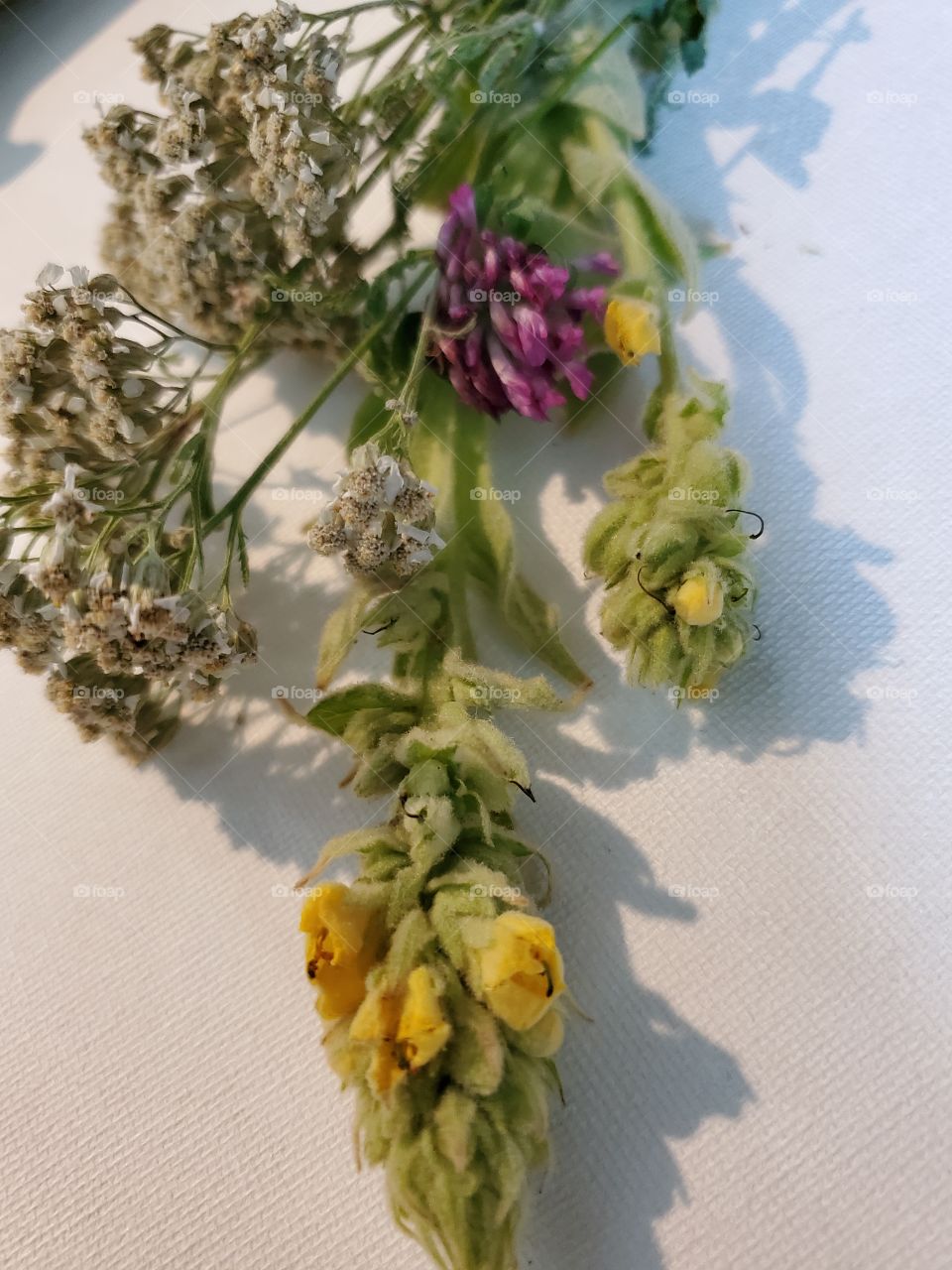 Mullein, Yarrow, Clover