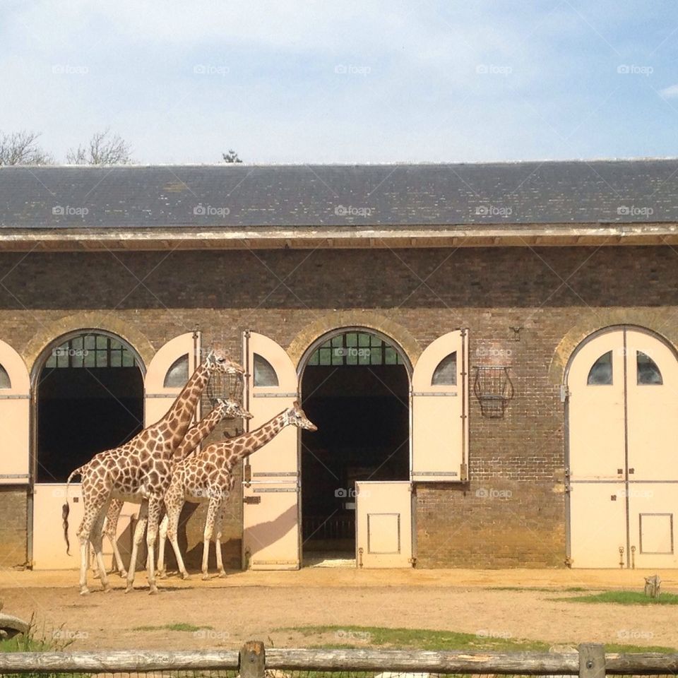 Giraffes. London zoo at Regents park