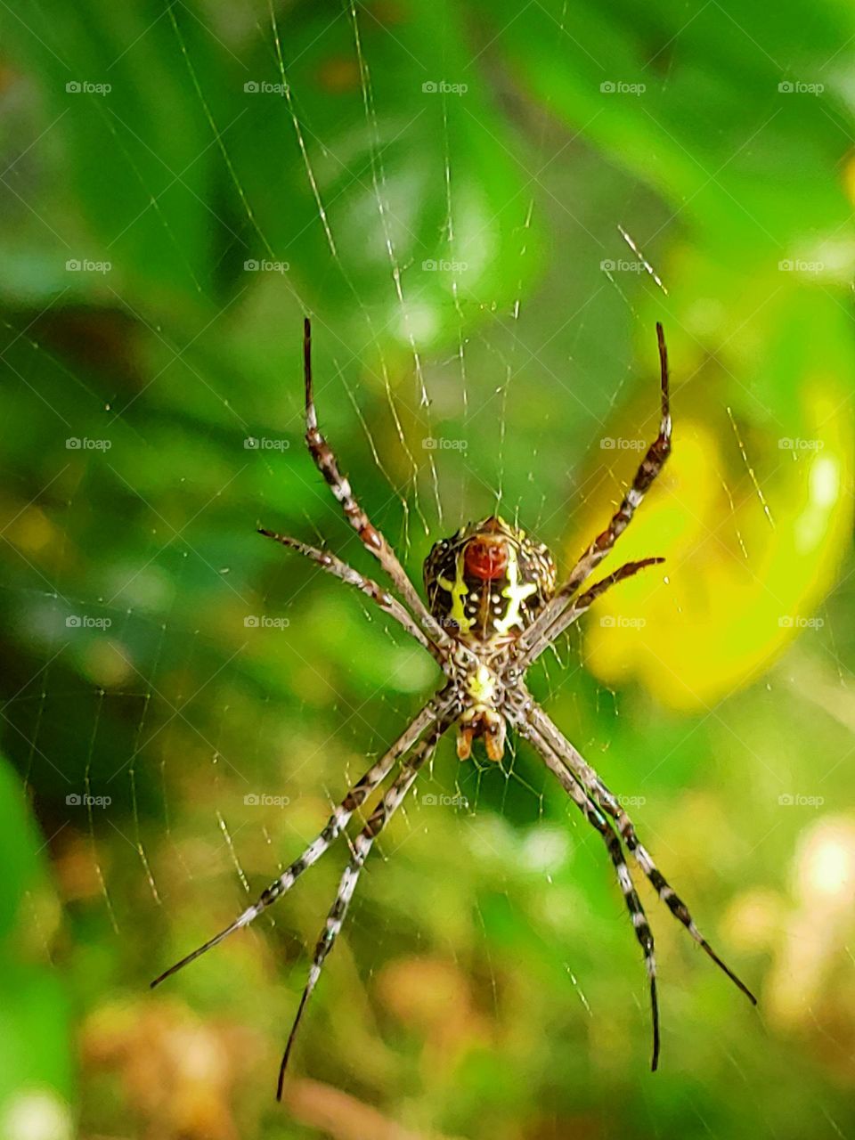 spider captured