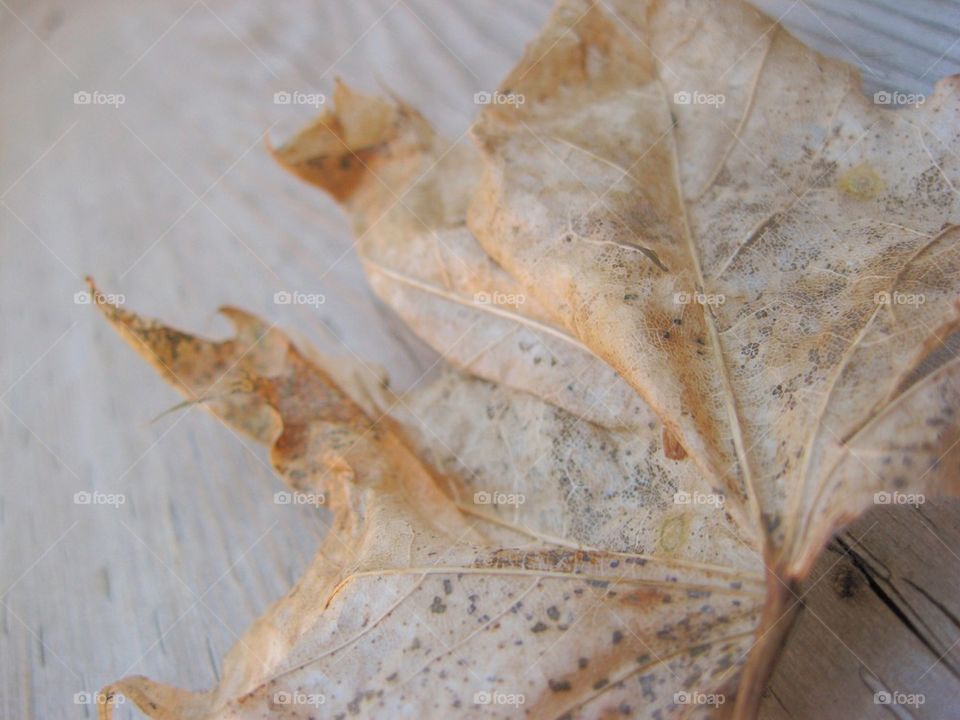 Decomposing Leaf