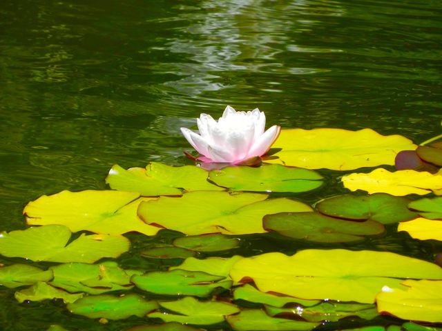 Flor de Loto