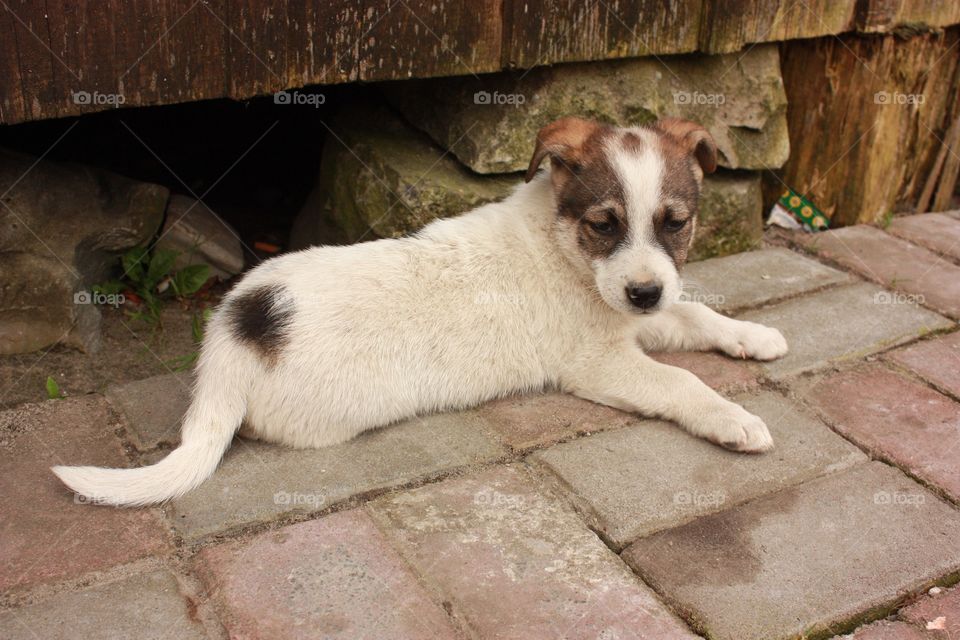 Mammal, Animal, Dog, Portrait, Pet