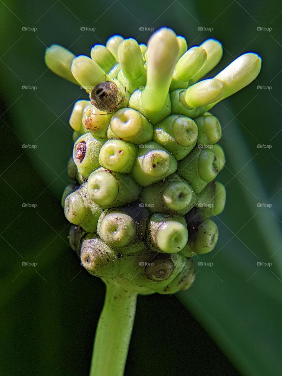 young noni fruit