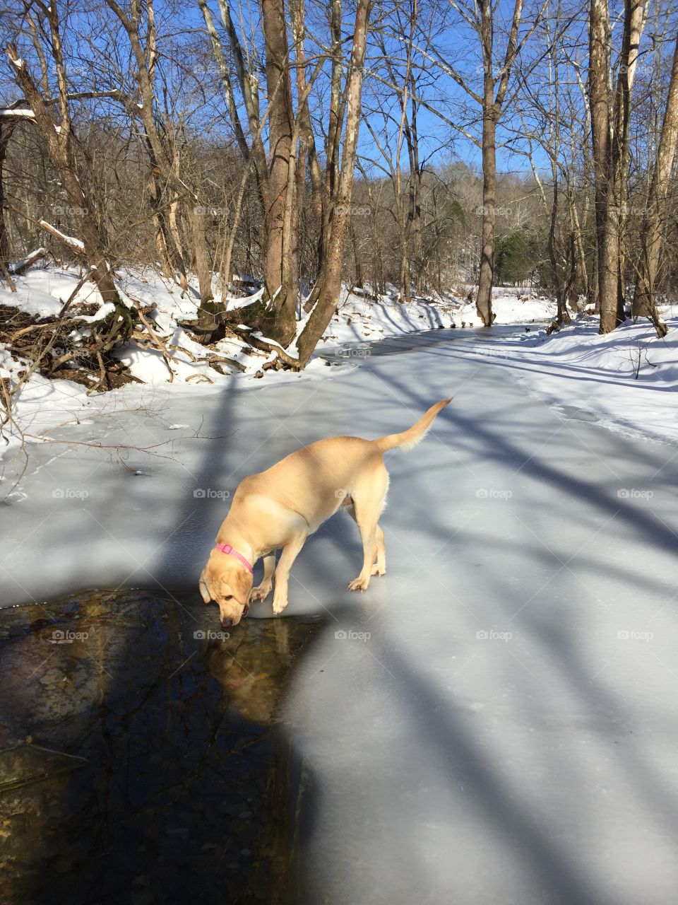 Labrador on ice