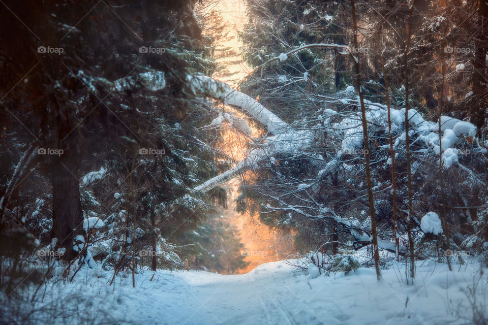 Winter landscape with forest at sunny day