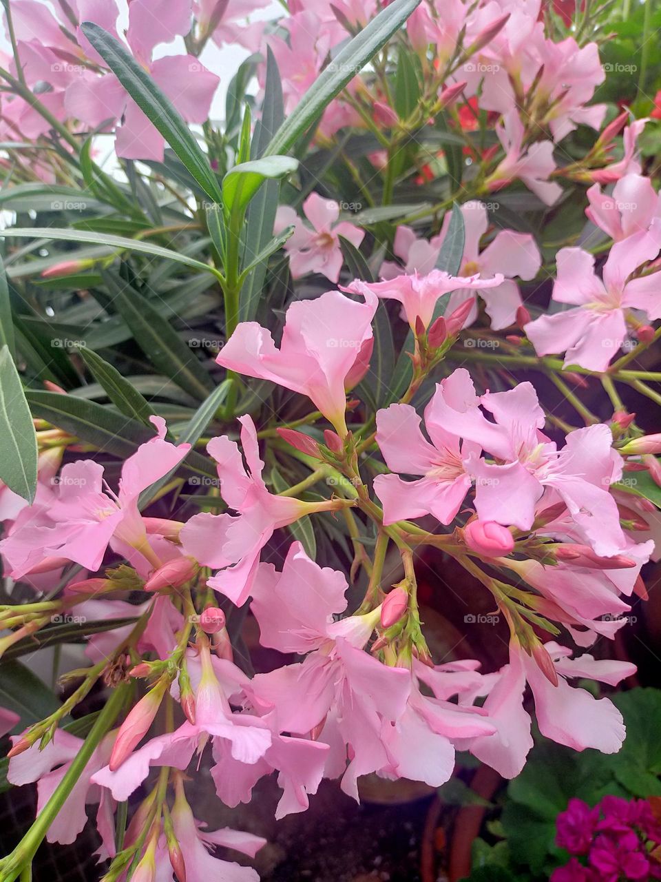 Nerium oleander