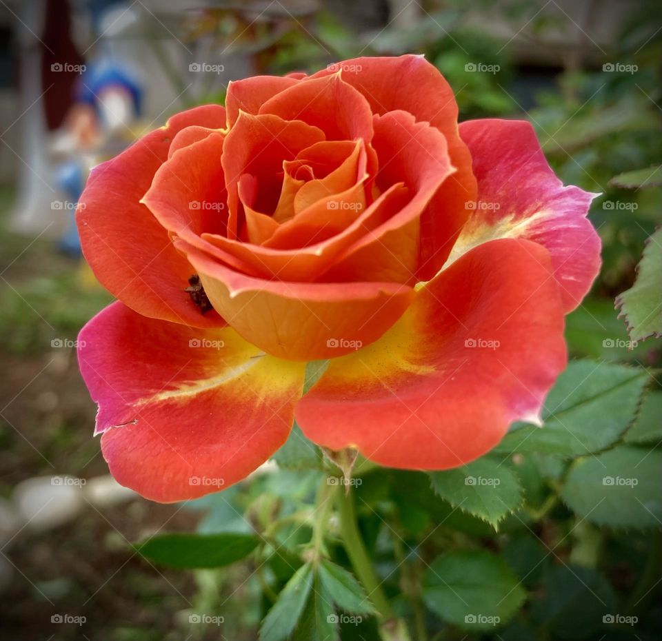 🌹 🇺🇸 Very beautiful flowers to brighten our day.  Live nature and its beauty. Did you like the delicate petals? / 🇧🇷 Flores muito bonitas para alegrar nosso dia. Viva a natureza e sua beleza. Gostaram das pétalas delicadas? 