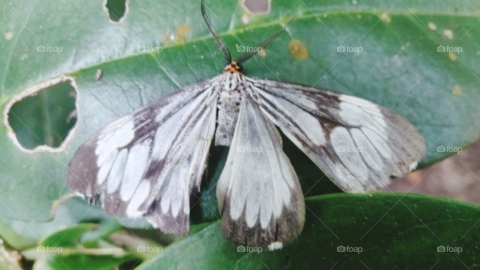 White marble moth butterfly