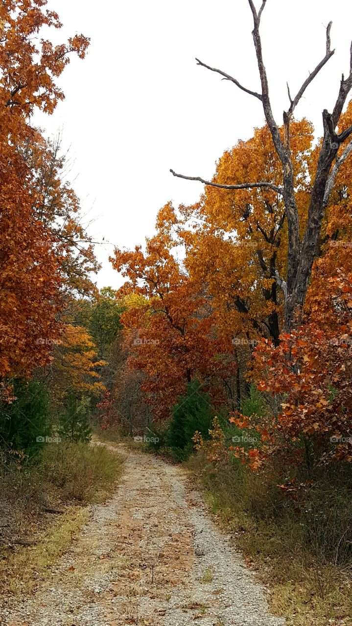 It's a beautiful walk!! The good Lord put a lot of color in the trees this year.