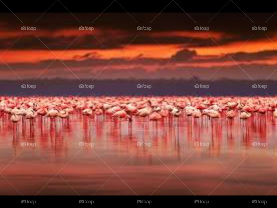 sunset time the beautifull flamingos of lake baringo in nakuru kenya god has blessed us with alot to see with in this beautifull earth amen