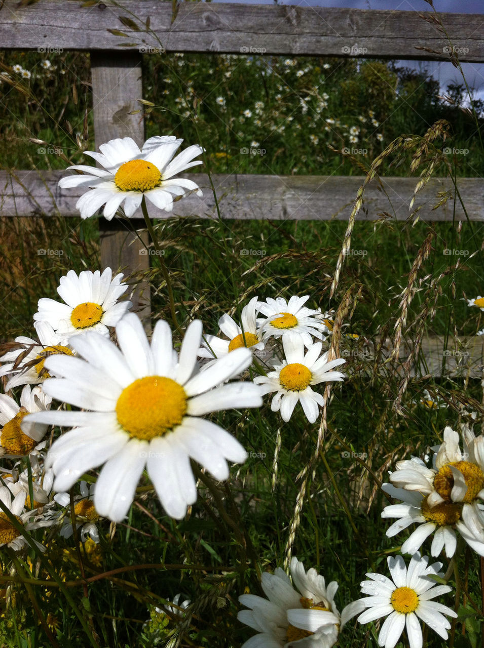 grass summer fence by by emmam