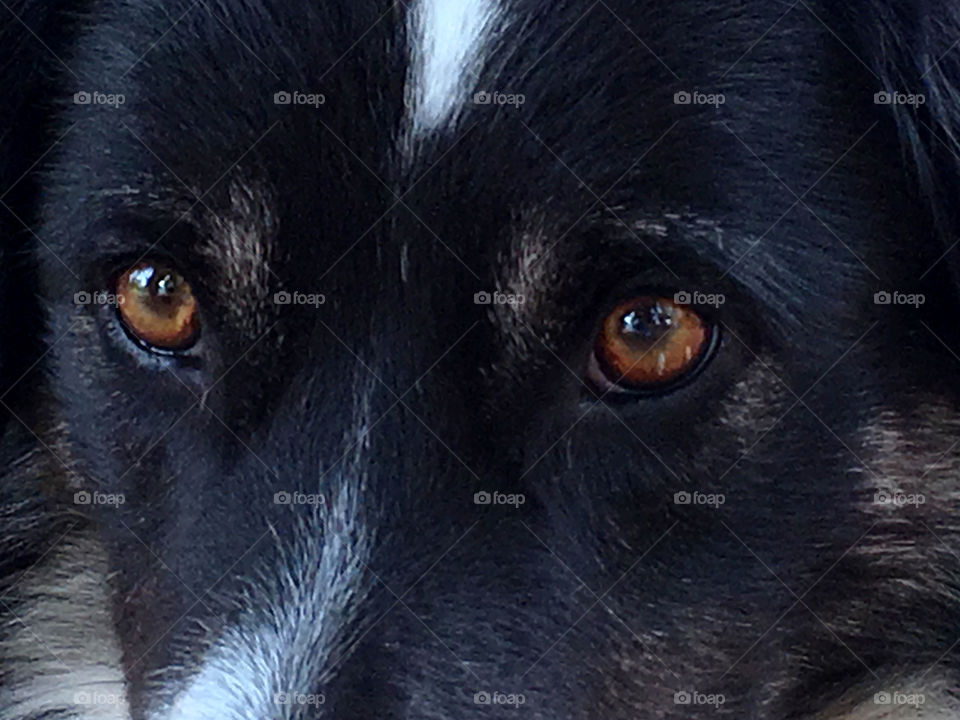 Border collie sheepdog eyes closeup 