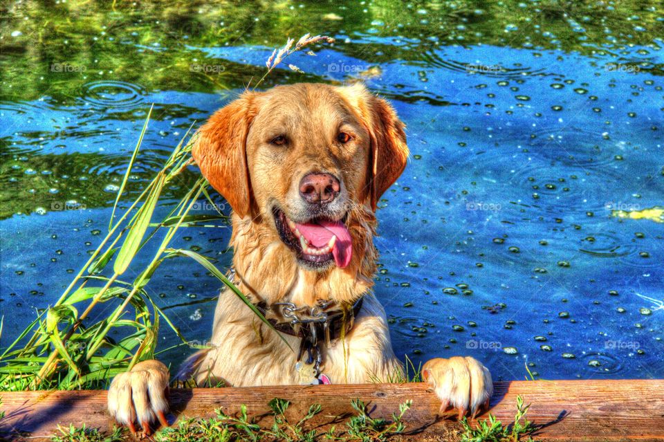 Taking a dip in the lake to cool  off from the summer heat.  Just want to have fun in the sun. Dog days in the water.
