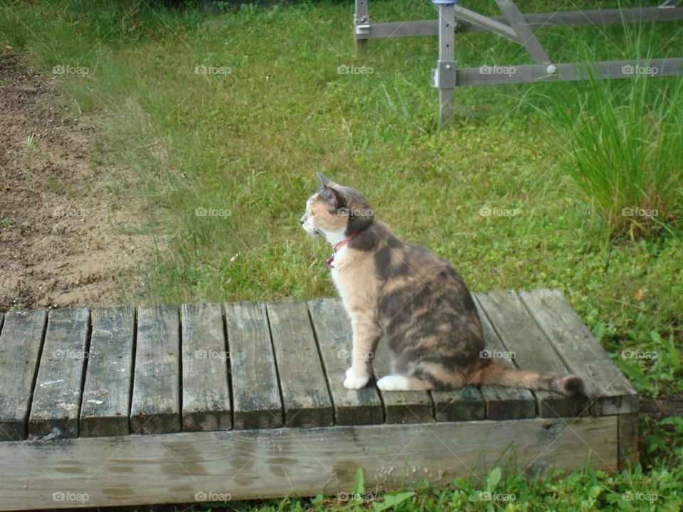 Mitzi waiting for Dad to come back on the boat