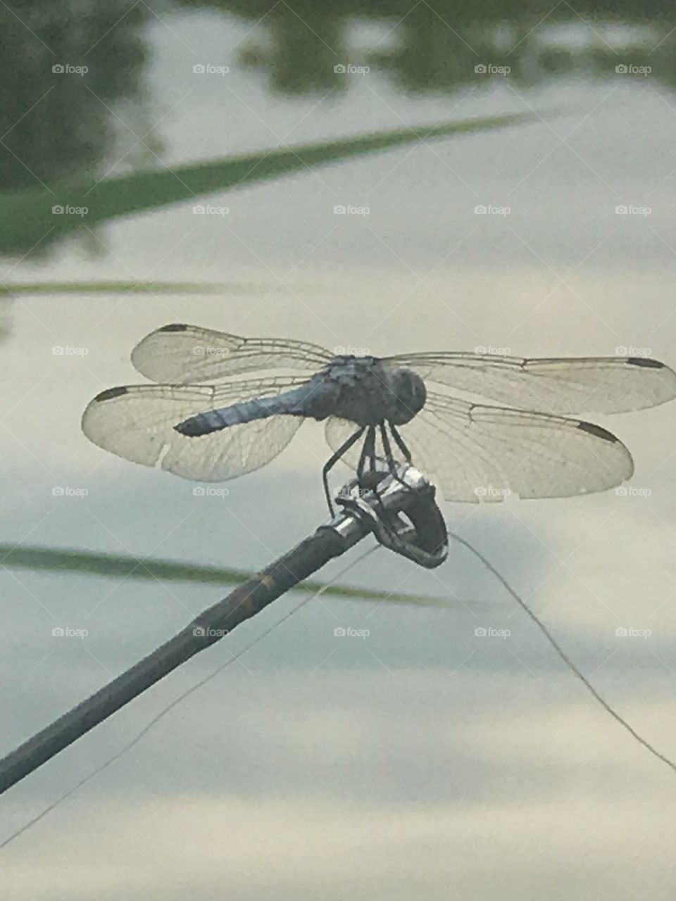 Resting Dragonfly 