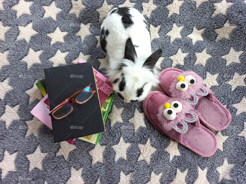 white rabbit with black spots and books.