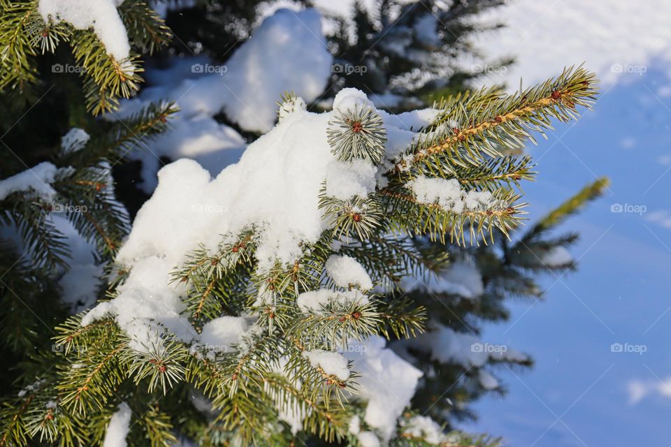 Snow on spruce tree
