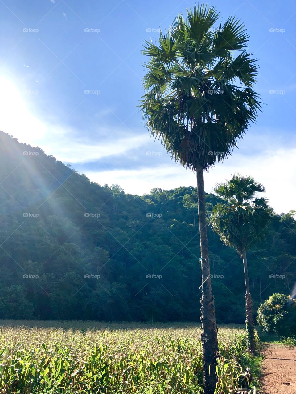 Lovely tall sugar palm in countryside 