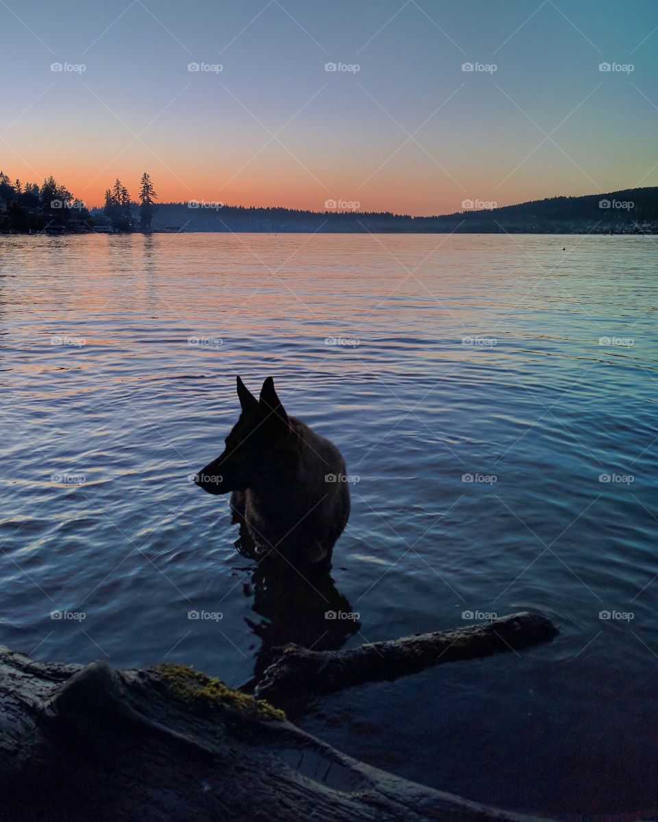 German Shepherd at Sunset in the lake