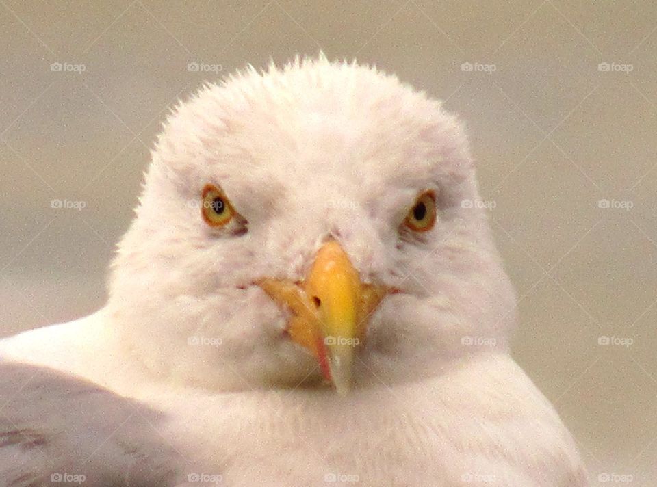 seagull portrait