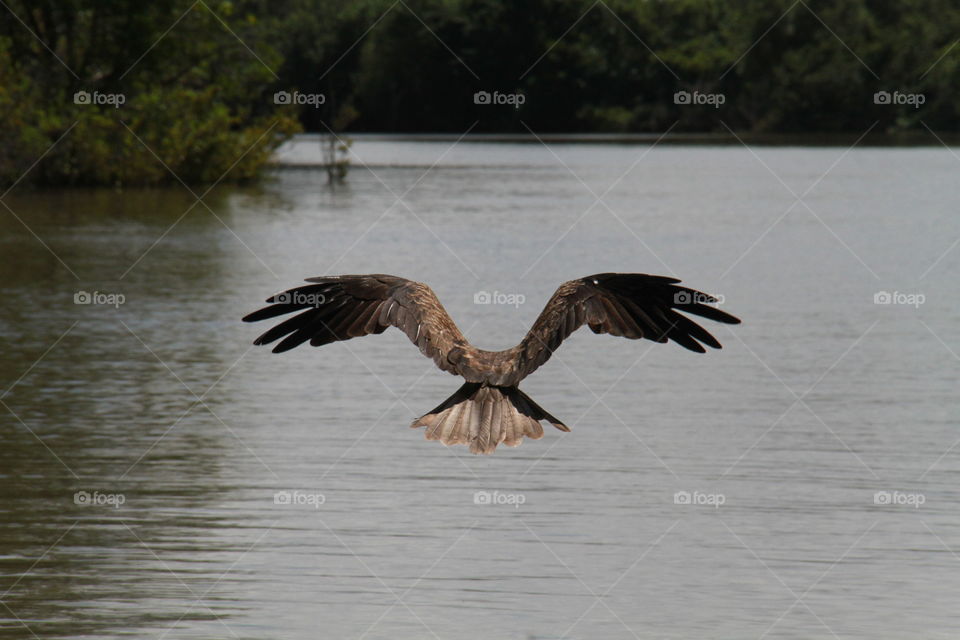 Flight. Adilade river Australia