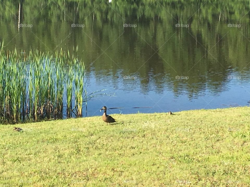 Ducks at Trenton Park