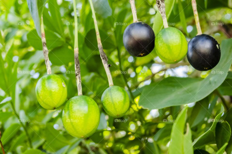 Fruits With Long Stem