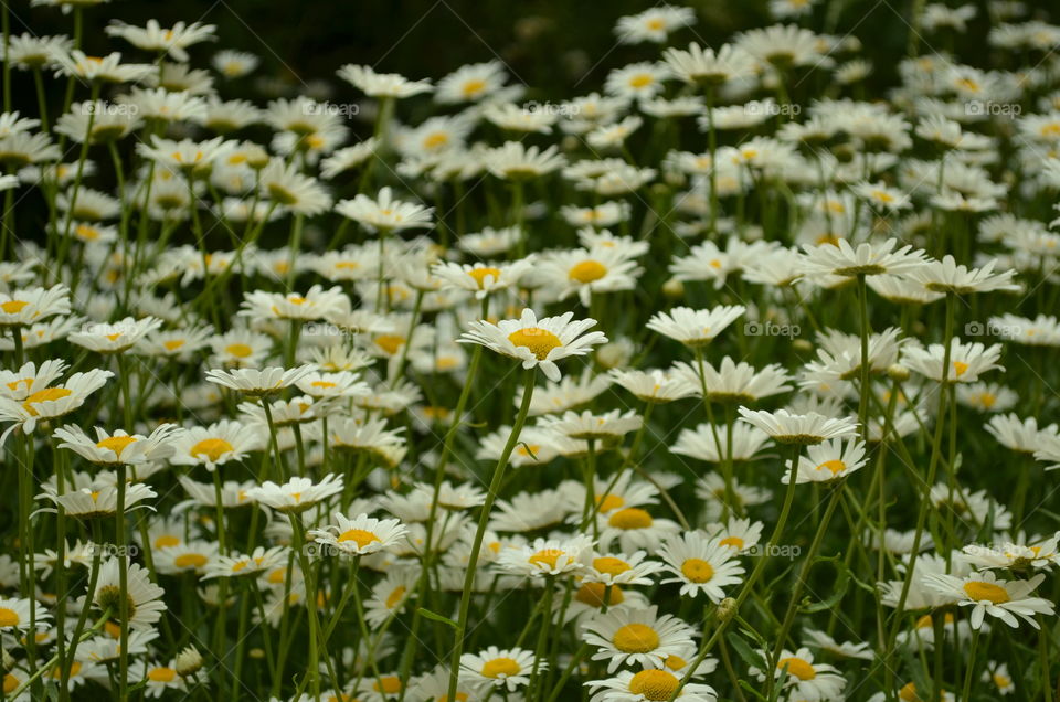 Field of camomiles