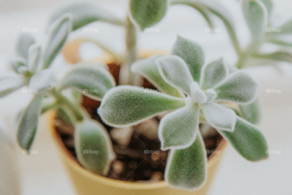Succulent plant