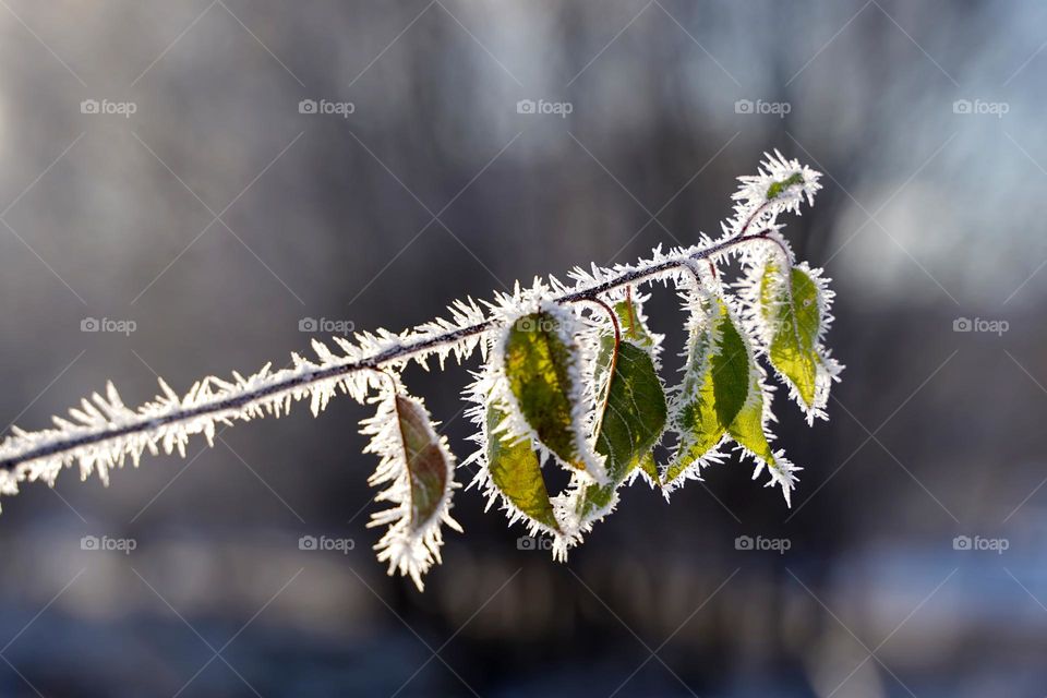 Plant branch in frost