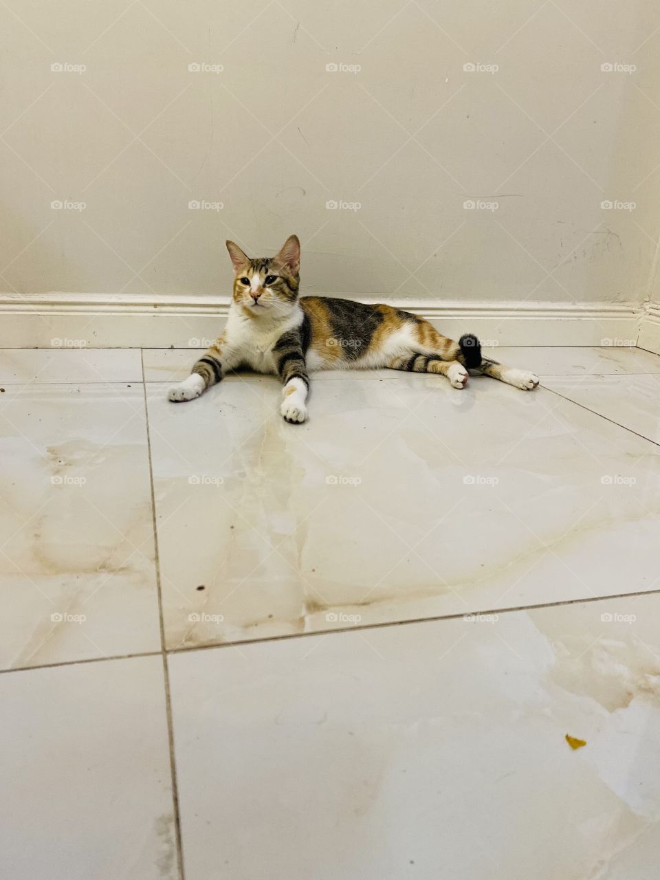 Beautiful cat but all the time is angry 😡