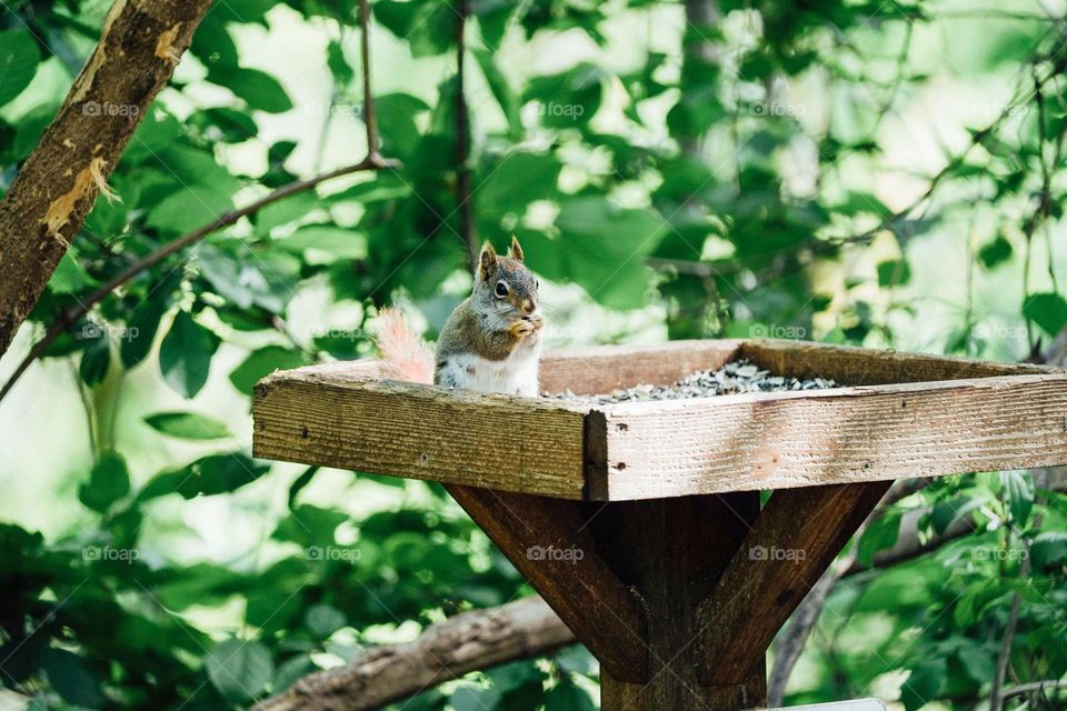 little squirrel enjoying his meal.