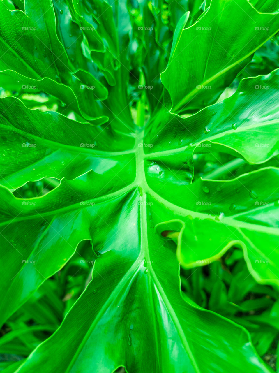 Large plant leaves with wild character close up and cropped