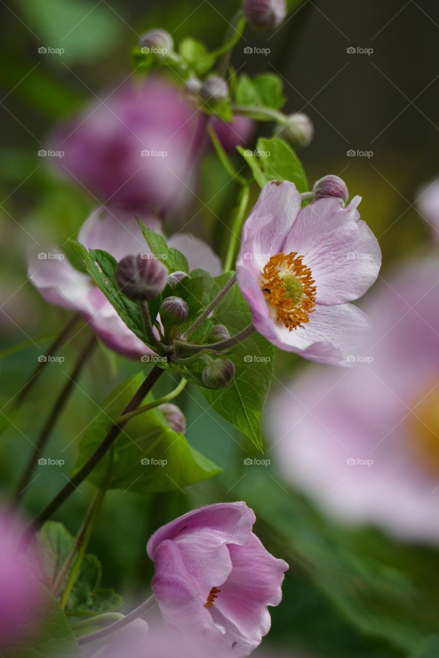 small flowers with purple colors