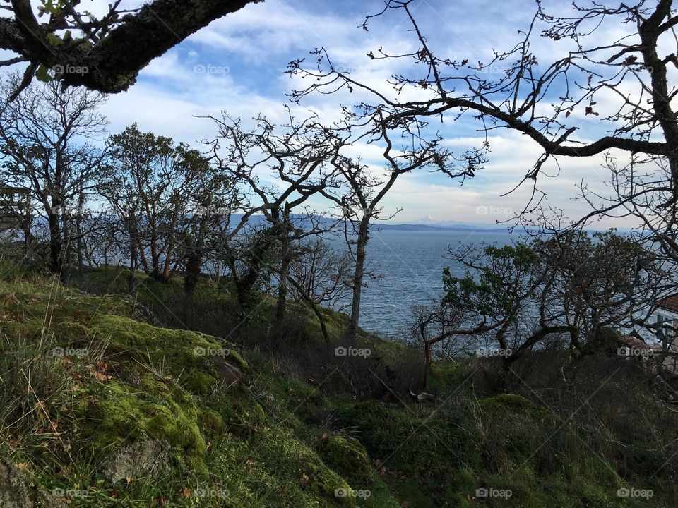 View of trees near sea