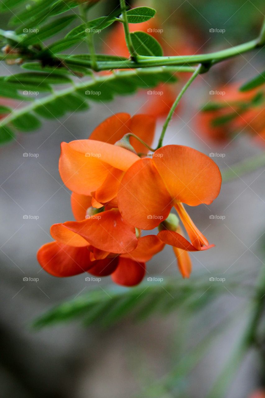 red-orange flowers in bloom.