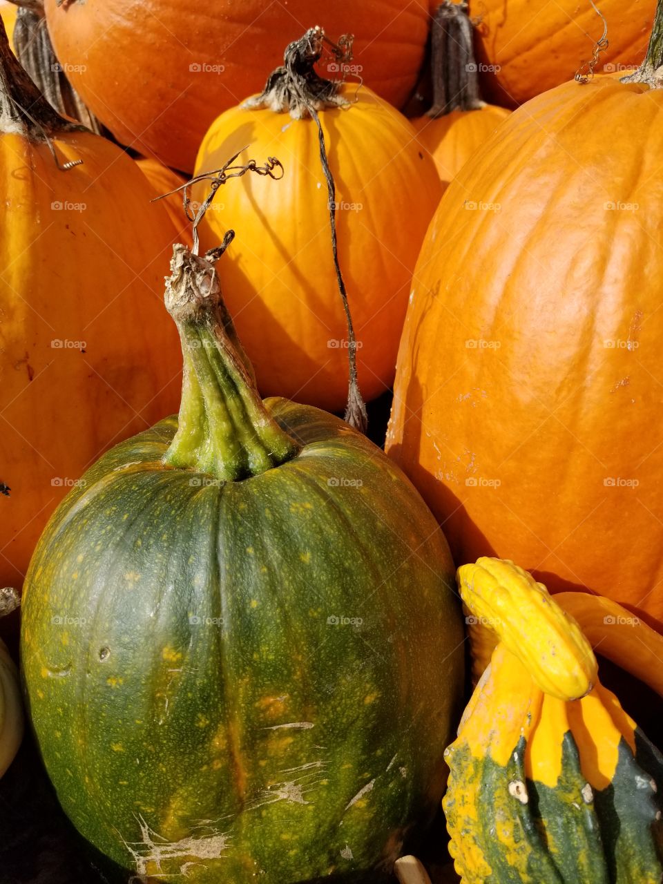 Pumpkin, Halloween, Fall, Thanksgiving, Squash Vine