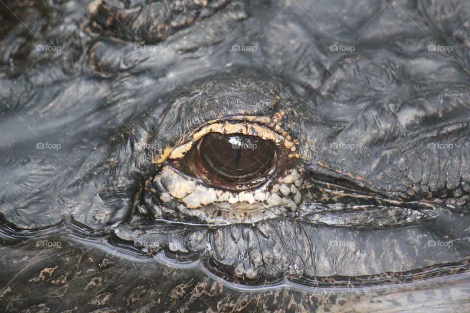 Alligator eye