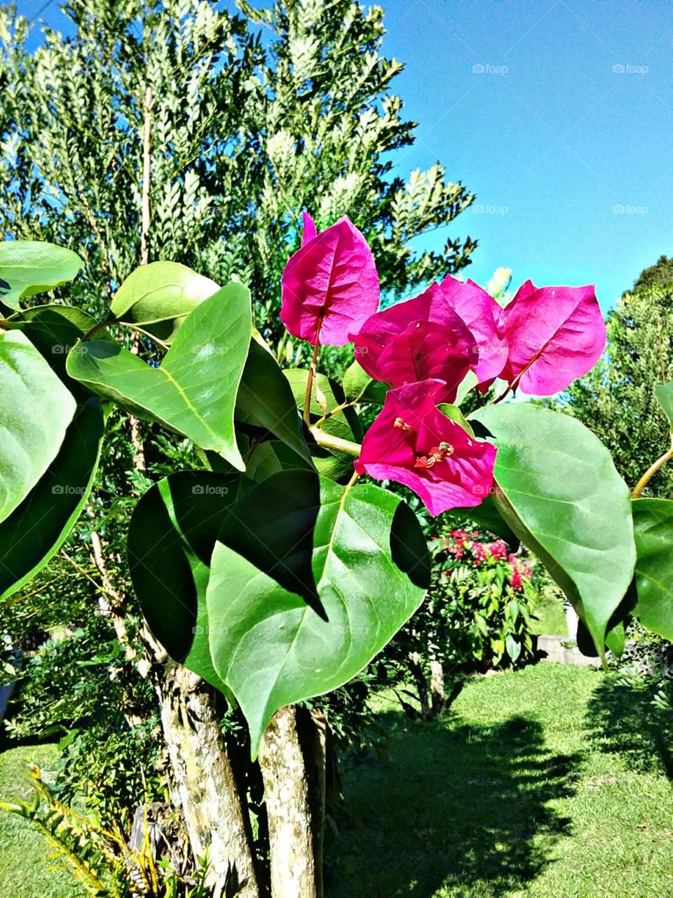 Flores como dobraduras de papel.