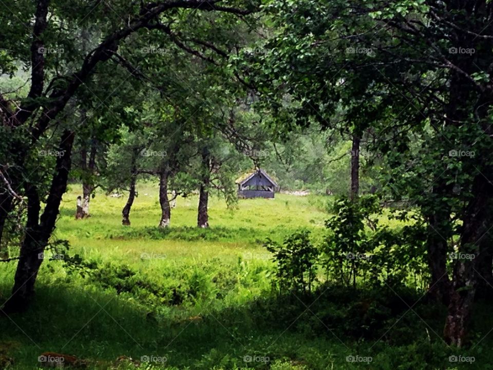 The small shed in the forest