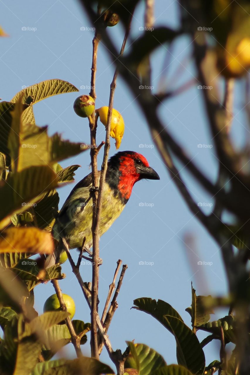 Black collared barbet bird