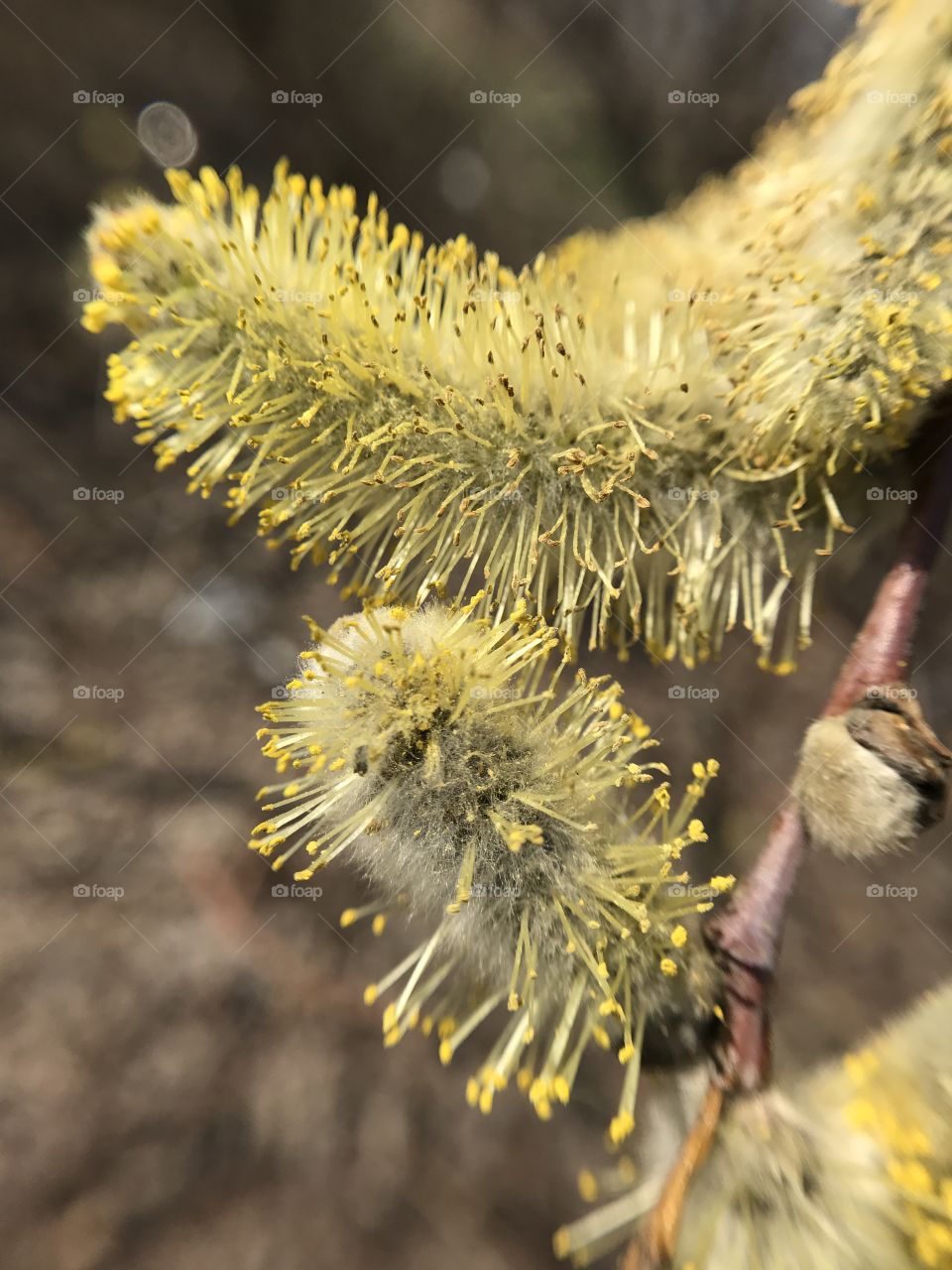 Spring tree 