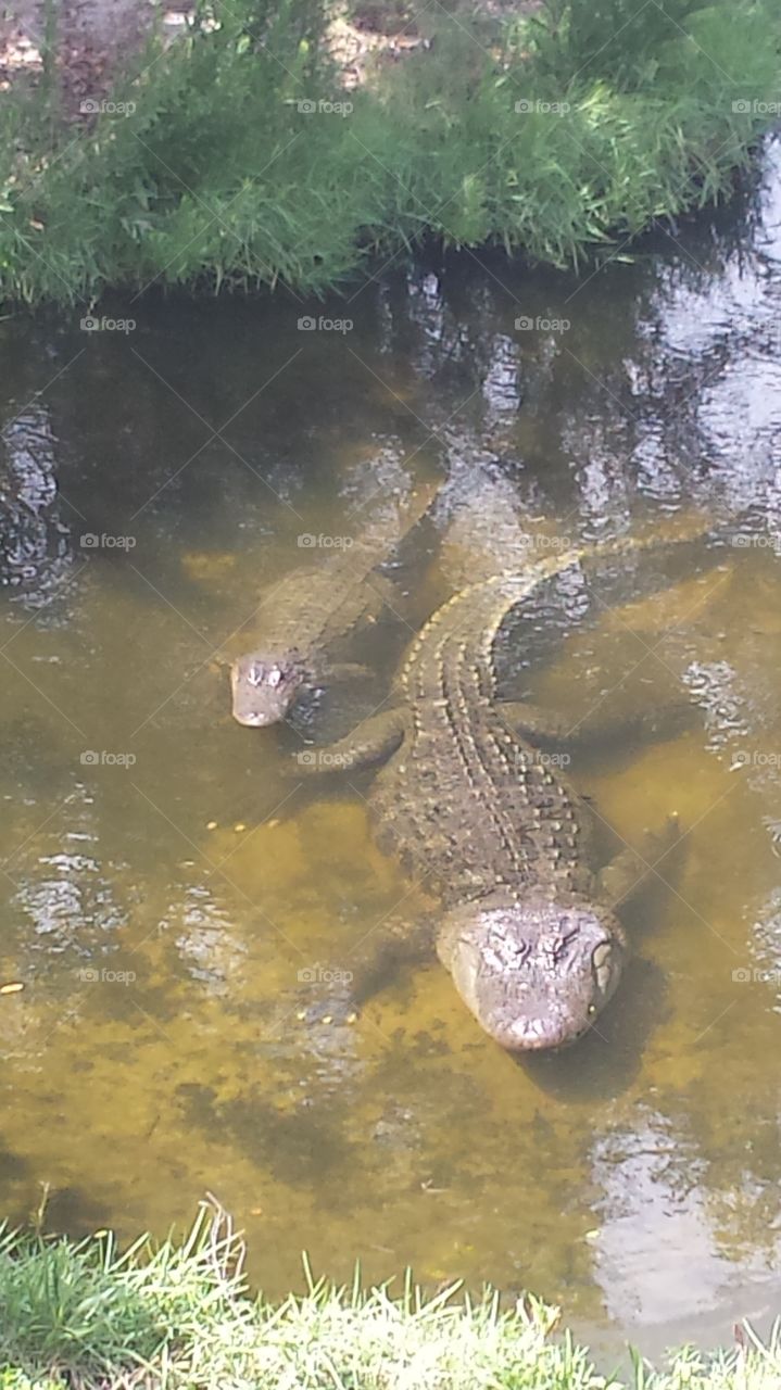 Alligators 