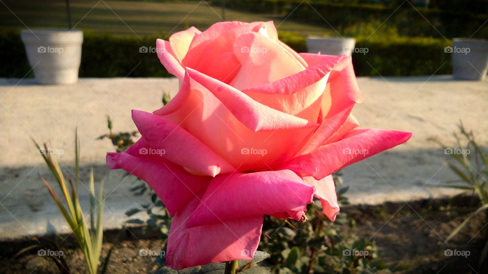 Beautiful Orange Rose with natural background