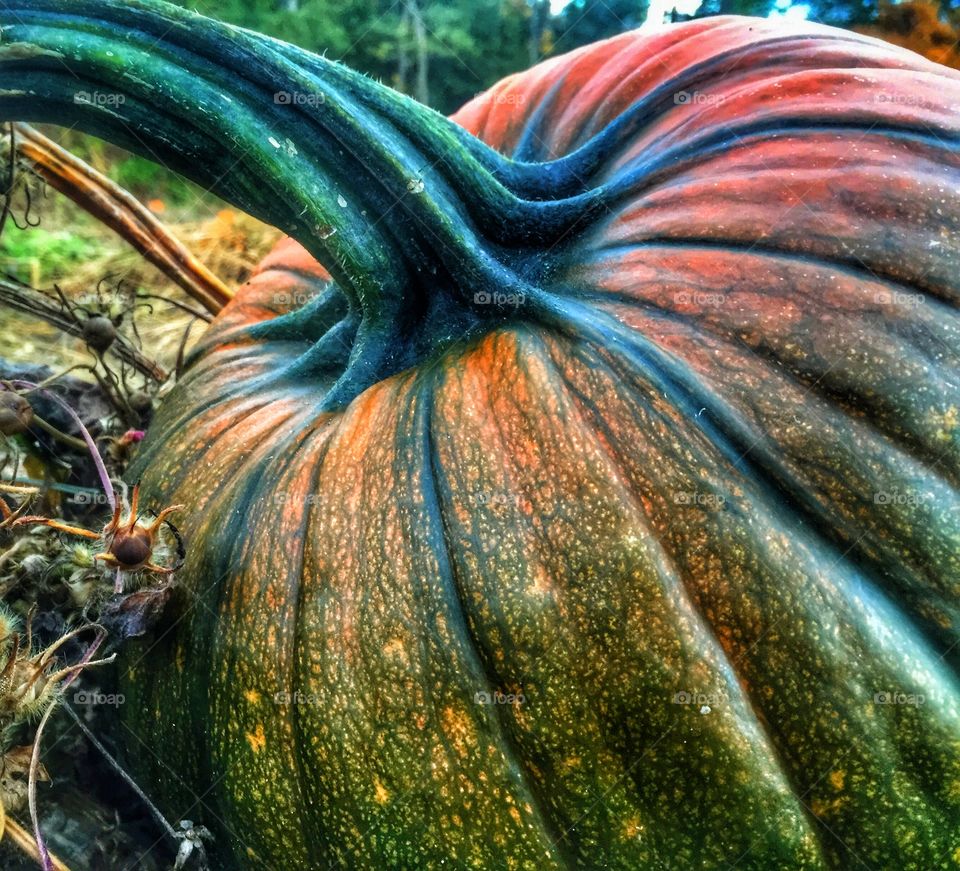 Oh My Gourd. I like to call this my zombie pumpkin