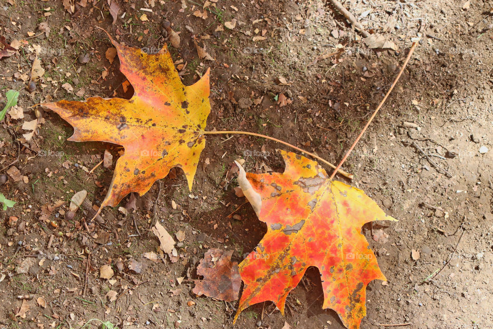 Two red, orange, and yellow leaves on ground. 