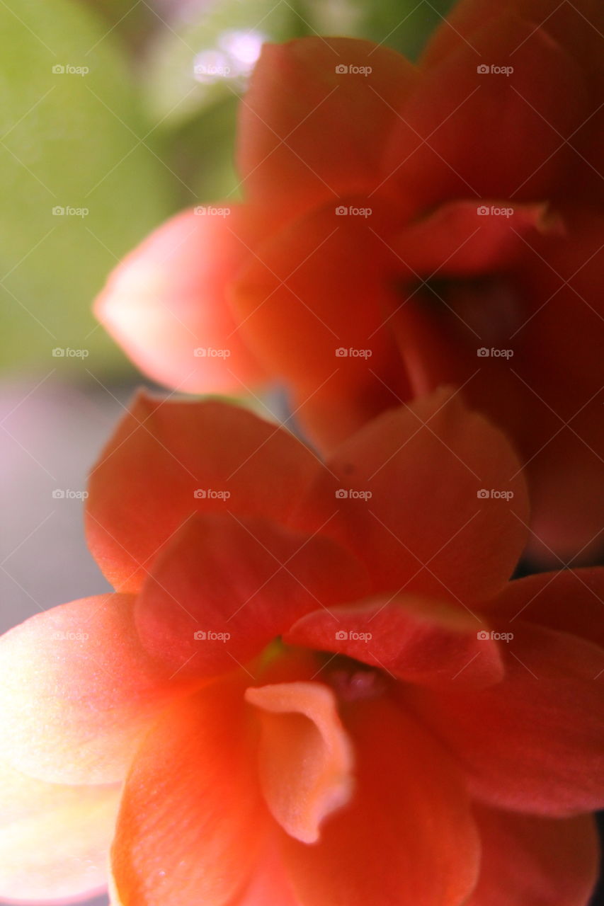 Close Up orange flowers
