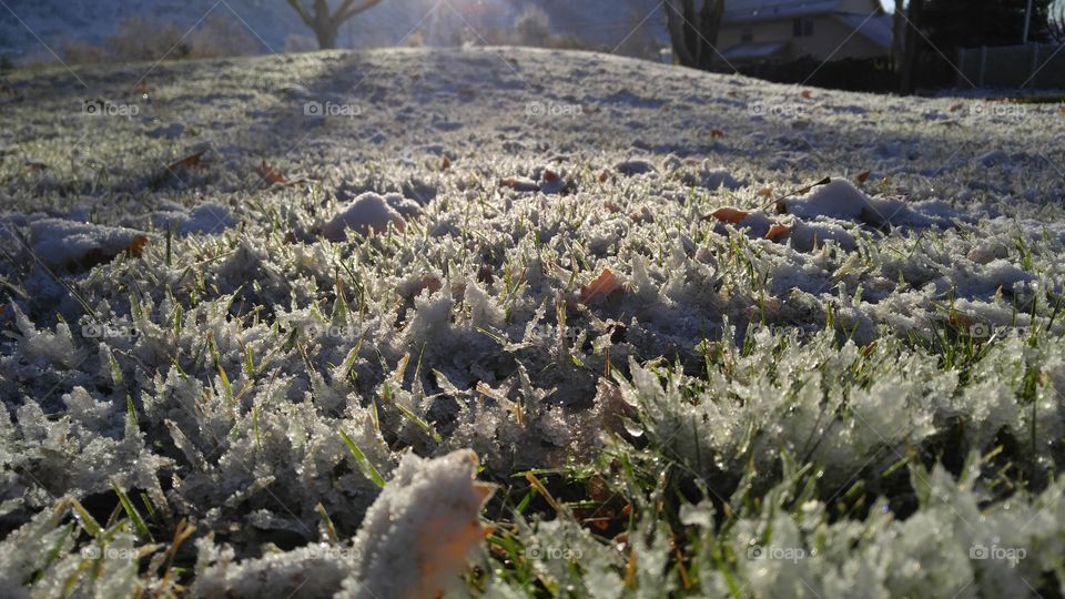 Frosted grass