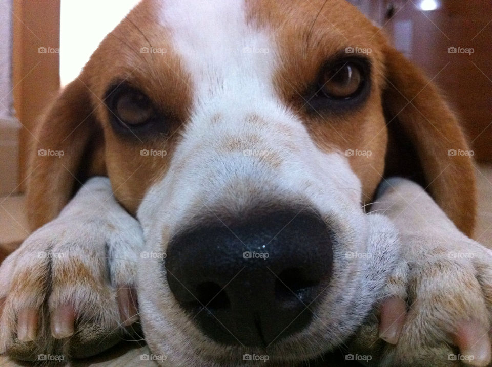 dog mammals spain beagle by solticius
