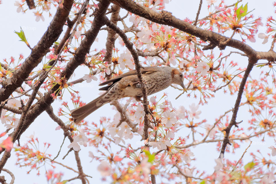 Hanami season in Japan is also a bounty for birds, like this Brown Eared Bulbul, which feed on the sweet nectar of the sakura blossoms